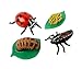 Insect Lore Ladybug Life Cycle - 4 PC Insect Figure Shows Life Of Lady Bug