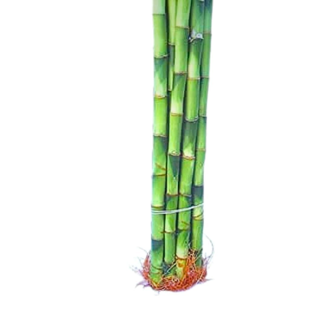 Spiral Lucky Bamboo - Good Luck Plant -8 Spiral Lucky Bamboo - Good Luck Plant -8