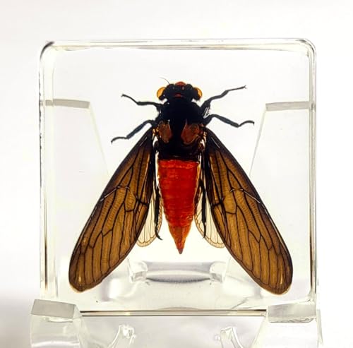 Image of 38mm Real Red Cicada in Crystal Lucite Resin Specimen Preserved Hueschy Incarnata Insect Taxidermy Collection for Biology Science Education & Desk Ornament Display Supplies
