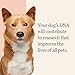 Wisdom Panel Premium Dog DNA Kit: Most Comprehensive with 265+ Health Tests, Identify 365+ Dog Breeds, 50+ Traits, Relatives, Ancestry, Genetic Diversity - Pack of 2
