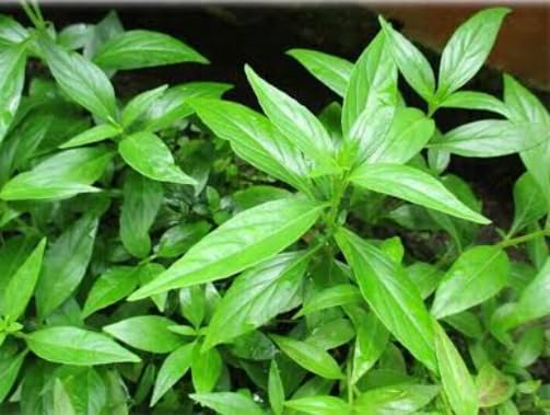 nilavembu | green chiretta (andrographis paniculata live plant) (B0CLKGP6N3) Amazon Price History, Amazon Price Tracker