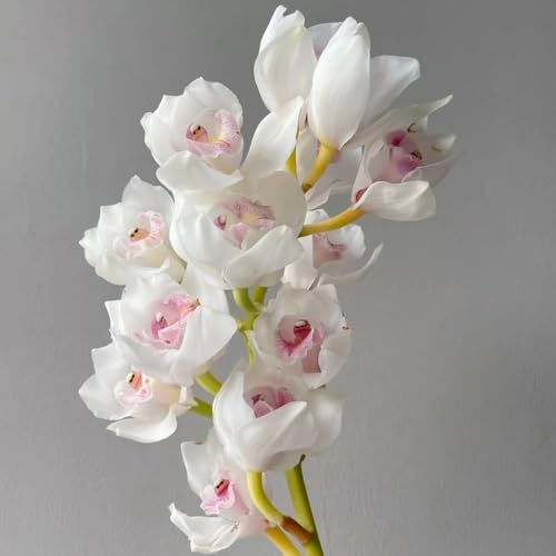 semillas de orquídeas cymbidium - orquídeas - semillas de flores cortadas planta de cymbidium semillas de pradera, plantas de sombra plantas resistentes para el jardín flores de 70pcs