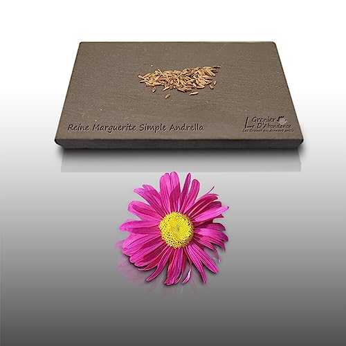 100 graines de Fleurs à semer - Le Grenier d'Abondance - REINE MARGUERITE Simple Erigée Andrella - Callistephus chinensis