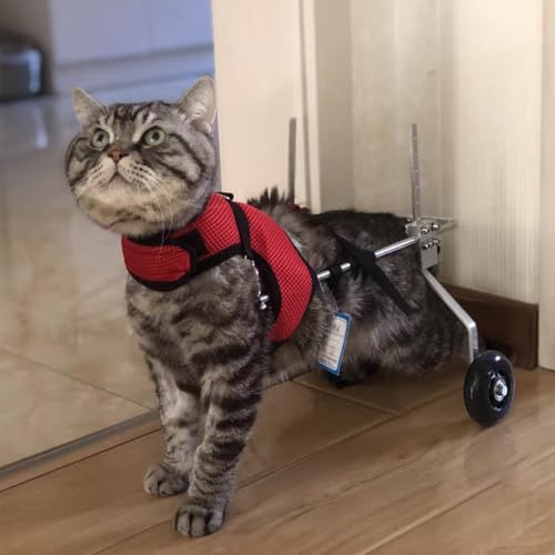 Aides à la mobilité réglables pour chaton : offrez une seconde vie à votre ami