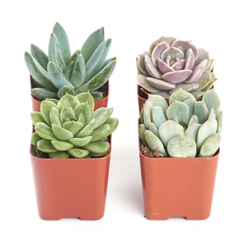 Shop Succulents Rosette Succulent Plant Pack Collection - Live Mini Succulent Plants, Low Maintenance, Floral Shaped Mix of Colors & Textures - Wedding and Party Favors, Gift & Garden, Pack of 4