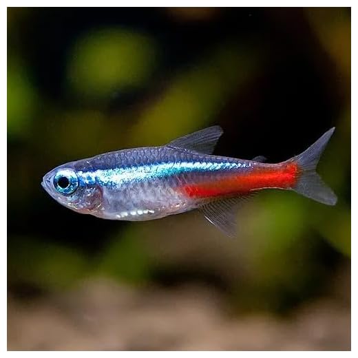 Vibrant Neon Tetra Freshwater Fish