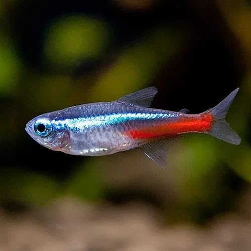 Swimming Creatures™ 20 Neon Tetra (Paracheirodon innesi) Freshwater Aquarium Fish Live (Approx. Size 1.5 cm)
