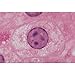 Typical Animal and Plant Cells Microscope Slide Set