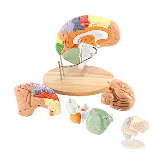 BEAMNOVA Human Brain Model 2 Times Life Size for Neuroscience Teaching with Labels Anatomy Model for Learning Science Classroom Study Display Medical Model
