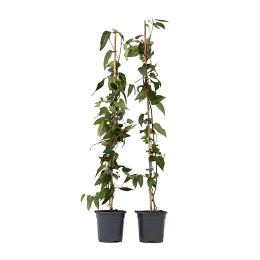 Plant in a Box - Lonicera henryi 'Copper Beauty' - Set di 2 - Caprifoglio - Pianta da giardino - Pianta rampicante - Giallo - ⌀17cm - Altezza 110-120cm