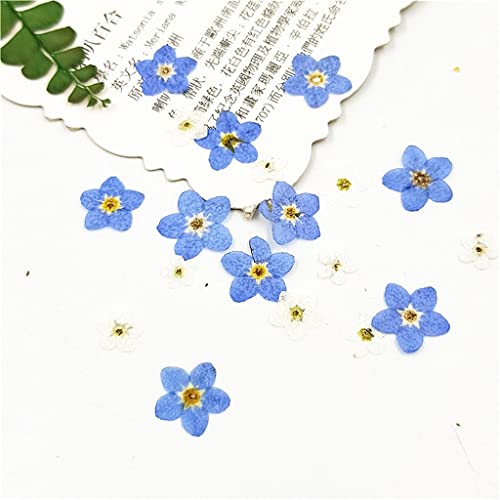 100 piezas flores mini secas prensadas azul para arte DIY miniatura 3