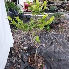 Miniatura 4 de Mickey Mouse vietnamita - Más información - 1 a 2 pies de alto - Se envía en maceta de 6"