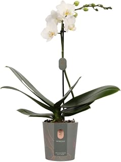 DECOALIVE Phalaenopsis Flores Color Blanco Planta Natural de Interior Orquídea Blanca
