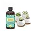 Succulents and cactus