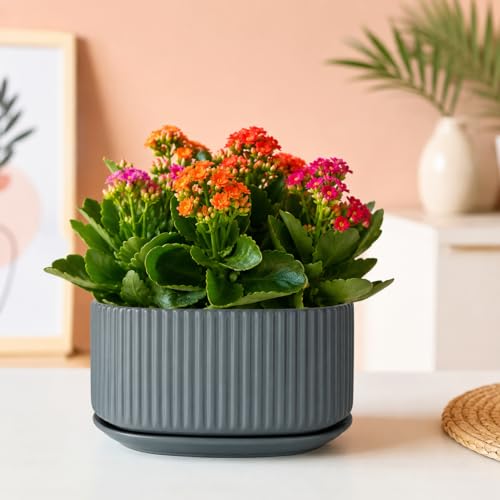 Image of Xtore Refined Ribbed Oval Planter Pot with Drain Tray for Indoor & Outdoor Plants | Minimal Modern Flower Pot (Grey, 23.5 cm) (Planter only)