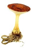 Insgesamt zeigt die Verwendung des Fliegenpilzes als Christbaumschmuck, wie reichhaltig und vielfältig die Traditionen und Bräuche im Zusammenhang mit Weihnachten sind. Obwohl der Fliegenpilz in der heutigen Zeit nicht mehr nur auf Lauscha beschränkt ist und in vielen verschiedenen Varianten erhältlich ist, bleibt er ein zeitloses Symbol für Glück, Schutz und die festliche Stimmung der Weihnachtszeit. So fügt sich der Fliegenpilz harmonisch in die reiche Symbolik und die warmherzige Tradition der Weihnachtsdekorationen ein.