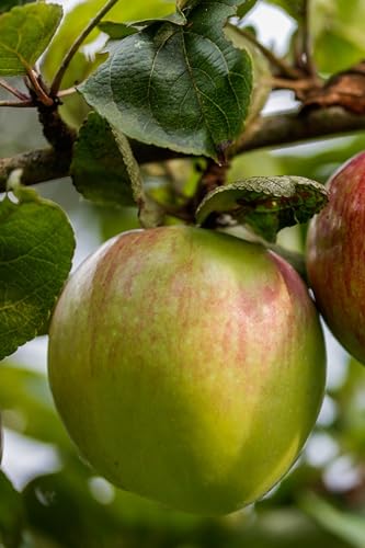 Albero di Melo pianta di melo Età 2 anni già innestato pianta in vaso di mela pianta vera di mela venduta da eGarden.store (Renetta Bianca)