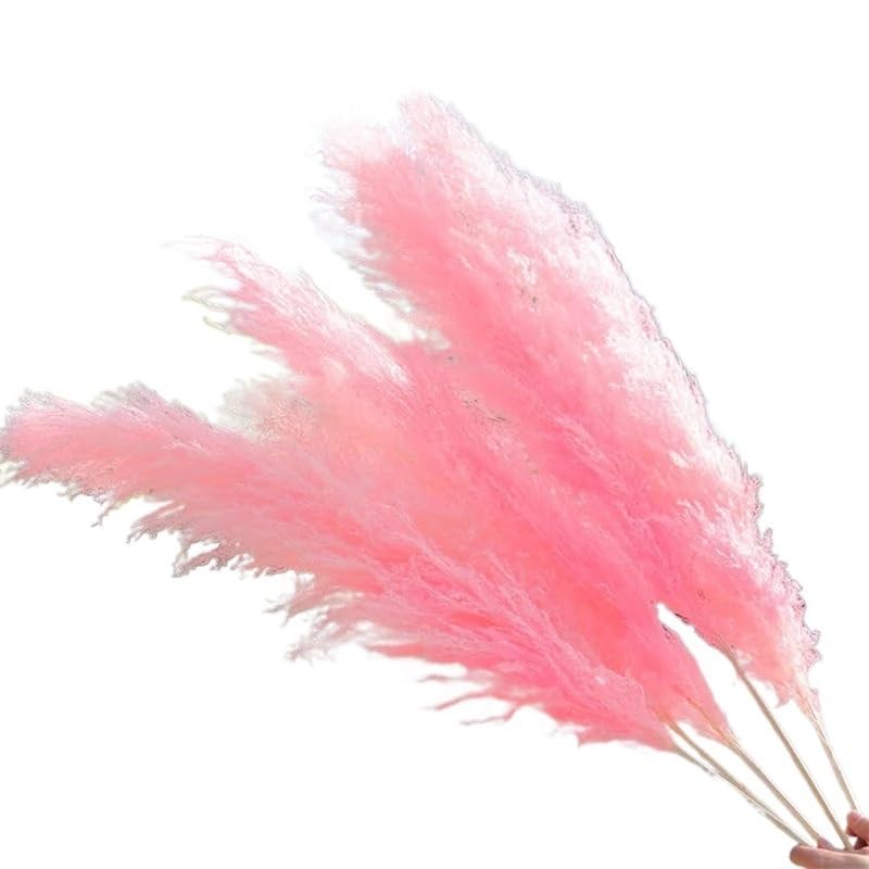Pampas Grass Large Fluffy 110-120cm Ramo Seco 10pcs miniatura 1