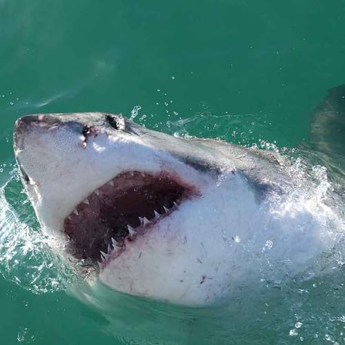 『A Terrifying Shark Attack in Australia - The Story of Rodney Fox (1963)』のカバーアート