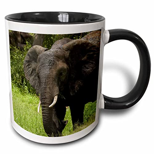 3dRose Elephant, Kruger NP, South Africa 11oz Two-Tone Black Mug