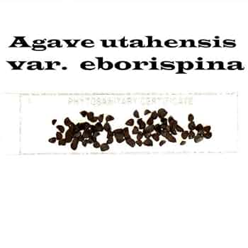 3月入荷 500粒+ アガベ ユタエンシス エボリスピナ 種子 種 証明書あり1 Amazon.co.jp: 3月入荷 20粒+ アガベ ユタエンシス エボリスピナ