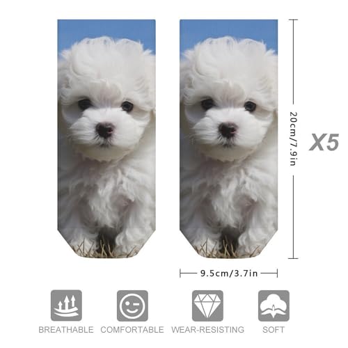 Bichon Frise Dog Socks No Show Socks Low Cut Anti-Slid Athletic Casual Invisible Liner Socks Unisex2