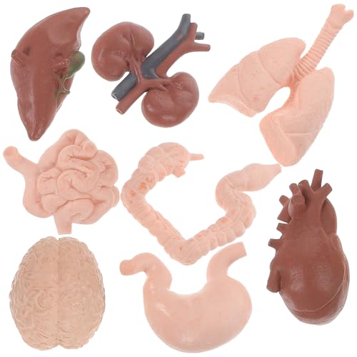 LRXIYODE Modelo de Enseñanza Anatómica Realista 8 Piezas de Órganos Humanos Compactos y Duraderos para Práctica Docente en Aula, Material Didáctico Escolar para Estudio y Simulación