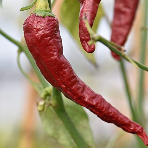 Kashmiri Lal Mirchi Plant Seeds - Pack of 50 Seeds (B08XMX36N7) Amazon Price History, Amazon Price Tracker