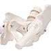 3B Scientific A62 Female Pelvic Skeleton w/ moveable Femur Heads - 3B Smart Anatomy