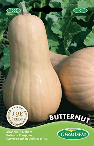 Germisem Butternut Semillas de Calabaza 3 g