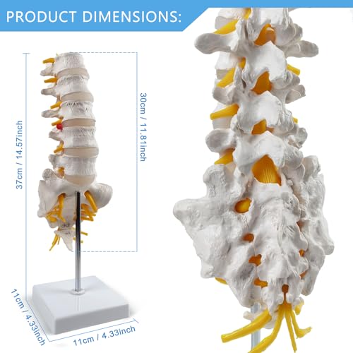 2025 New Life Size Lumbar Spine Model -Human Lumbar Vertebrae Anatomy Model with Sacrum and Spinal Nerves Medical Chiropractor Medical Student Study Teaching Demonstration - Thumbnail 3