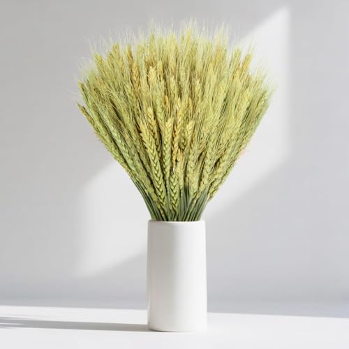 Sukh 50 Stems Dried Wheat Stalks for Vase - Cyan Wheat Straw Decor 13.3 in