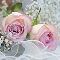 Les Roses Roses En Forme De Cœur Sur Fond Blanc La Rose Est Un Symbole