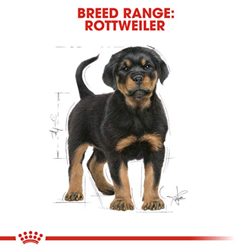 Royal Canin Rottweiler 31 Junior 3 kg, 1er Pack (1 x 3 kg)