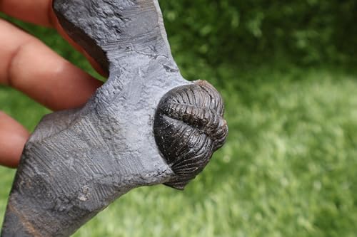 Image of Trilobite Fossil Phacops Trilobite Fossil Trilobites Rock Trilobite Fossils from Morocco Devonian Fossil A270