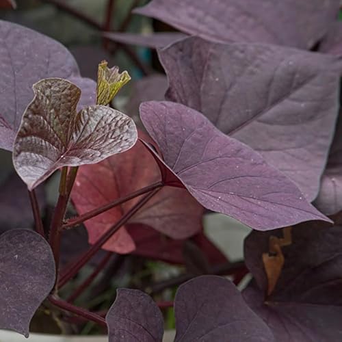 Image of Purple Black Sweet Potato Vine Live Plant with Pot | Ornamental Ipomoea Live Plant | Fast Growing Hanging & Creeper Plant | Outdoor Decorative Foliage Plant for Garden, Balcony & Home