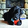Chuckit-Indoor-Dog-Toy Indoor Safe Dog Toy