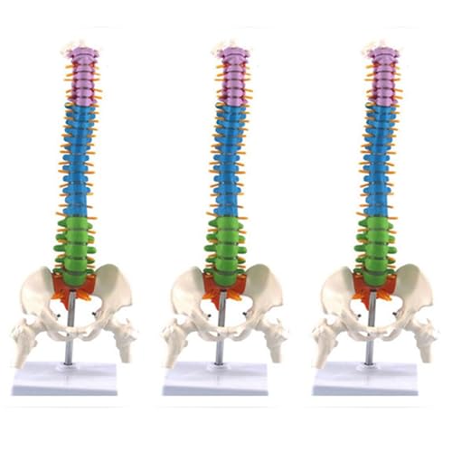 Colonne vertébrale moulage anatomique de 45 cm en 3 pièces