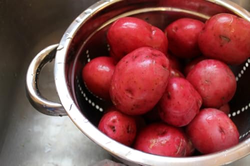 TomorrowSeeds - PRE-Order Now! Ships April 2026 - Red Pontiac Seed Potatoes Seeds - 5 Pounds - for 2026 Planting Certified for Growers Short Tuber Red Skin Potato Growing Planting Vegetable Herbs