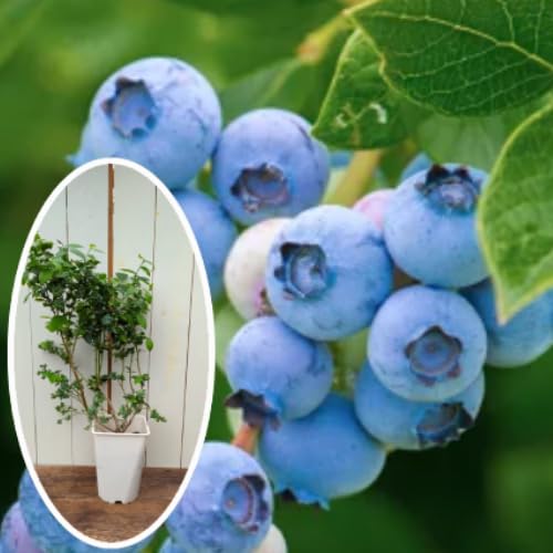 Amazon.co.jp: 実付き ブルーベリー 6号鉢（直径18cm） ノーザンハイ