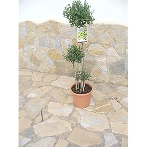 Olive Bonsai (stijl) ponponponpon/Olea Europea een mooie plant
