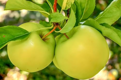 Image of Hybrid Grafted Live Healthy & Testy Green Apple Plant For Home Garden (pack of 1) Healthy Live Plant