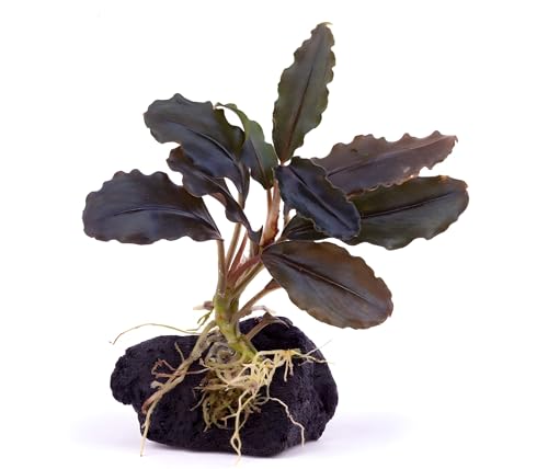 NatureHolic Bucephalandra Midnight Purple Cloud - Wasserpflanze fürs Aquarium - Pflegeleichte Aufsitzerpflanze - Ideal als Deko im Mittelgrund