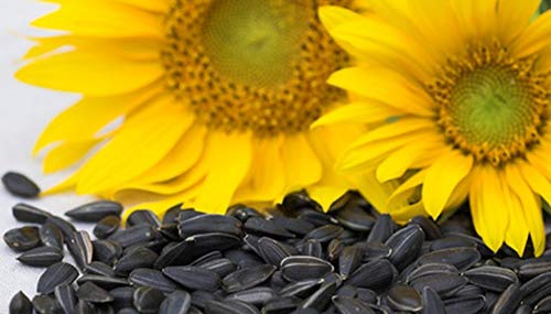AVI CRAVE Black Sunflower Seeds for Birds (2000 gm) (B07TXLFDFY) Amazon Price History, Amazon Price Tracker
