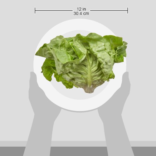Organic Butter Lettuce, One Head