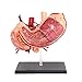10 2/3 żołądka ludzkiej skali model anatomiczny Odłączany 9 Części Nauczanie medyczny model 4D Puzzle Montaż Zabawka