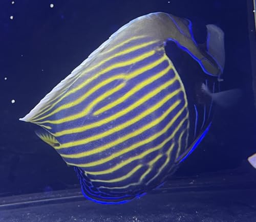 タテジマキンチャクダイ【海水魚・生体・アクアリウム・10㎝以上】