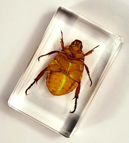 Image of 44mm Real Golden Christmas Beetle in Crystal Clear Lucite Resin Specimen Preserved Animal Insect Bug Taxidermy Collection for Biology Science Education & Desk Ornament Display