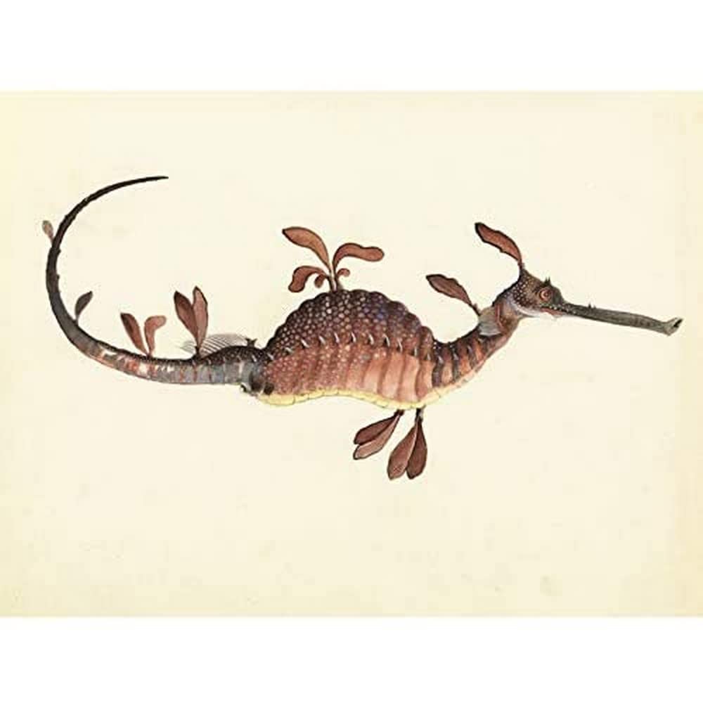 Artery8 Gould Weedy Seadragon Marine Book Illustration Unframed Wall Art Print Poster Home Decor Premium