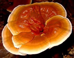 Reishi Mushroom Growing Plug Spawn 40 count